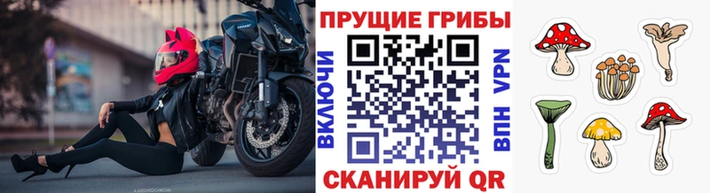 Купить  Анадырь  Псилоцибиновые грибы GOLDEN TEACHER 